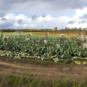 This piece incorporates archival photos of braceros into a photo of a modern-day cabbage field in Woodburn, Oregon. Braceros were Mexican farm workers who came to Oregon, among other places, to work the fields during World War II, when there was a severe labor shortage.